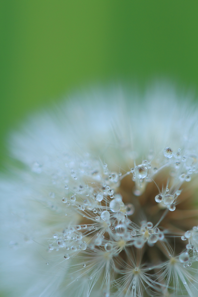 Fluff III