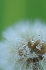 Fluff III
