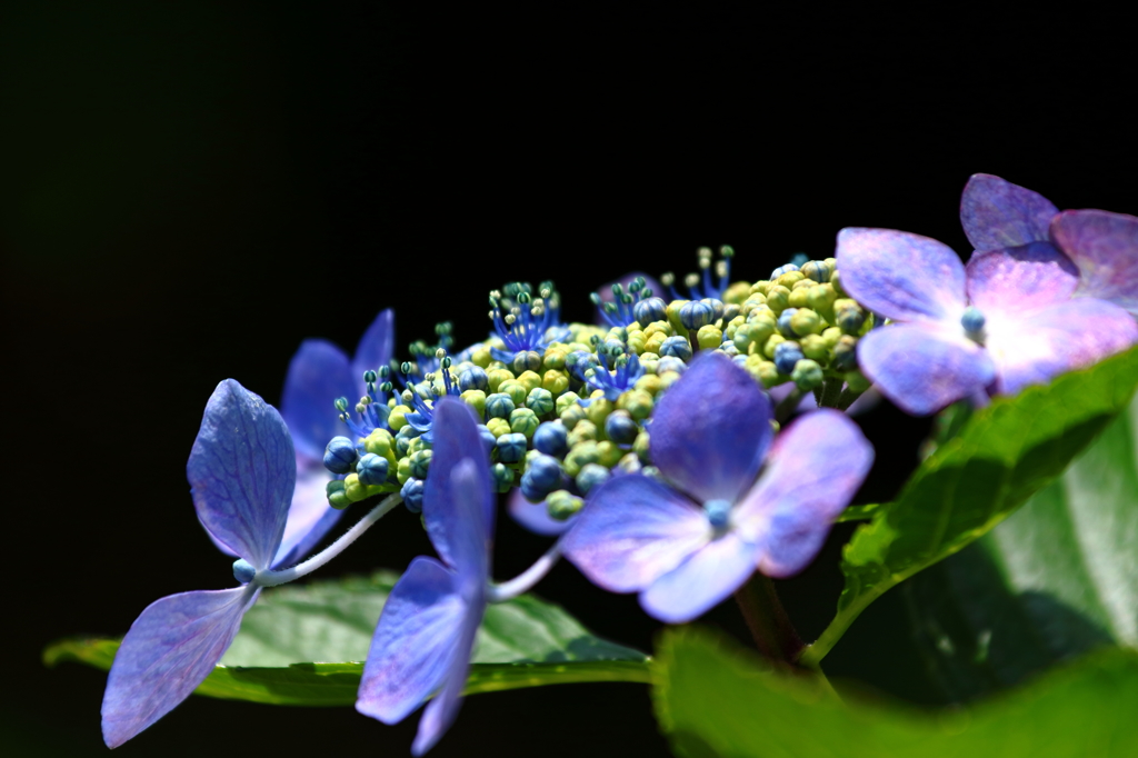 紫陽花・東慶寺 VI