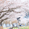 桜前線青森上陸 02