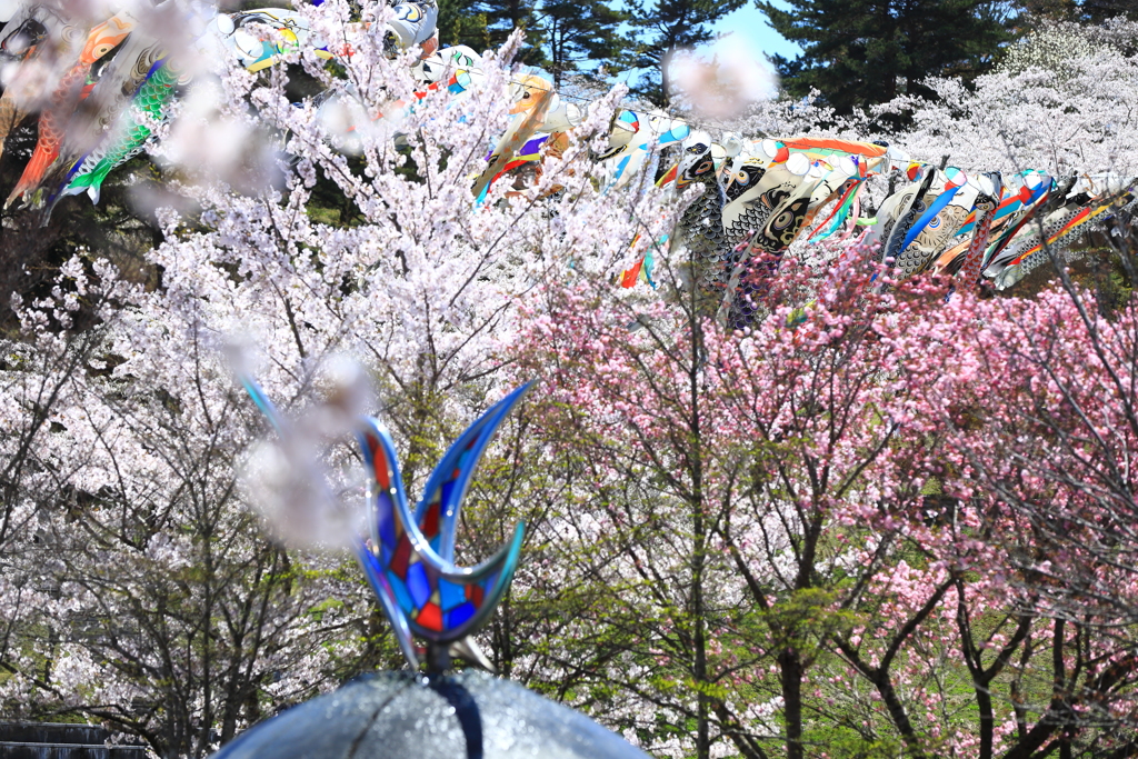 鯉のぼりと桜 I