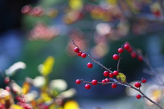 Red fruit