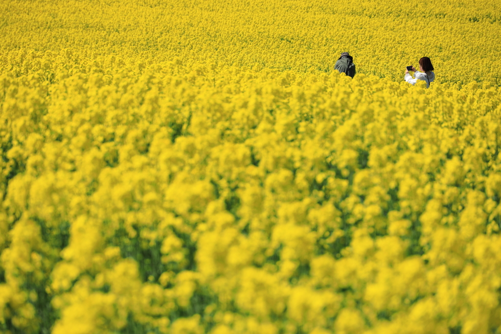 The Yellow Sea II