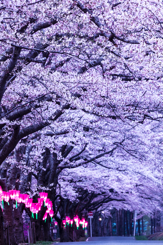 桜の帰り道