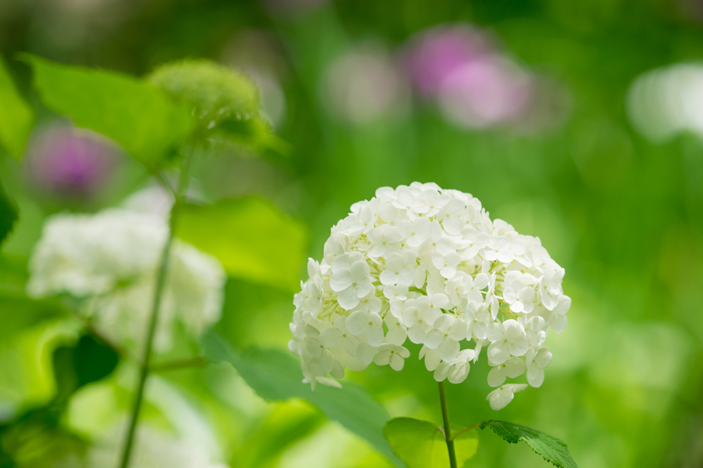 東慶寺・紫陽花 III