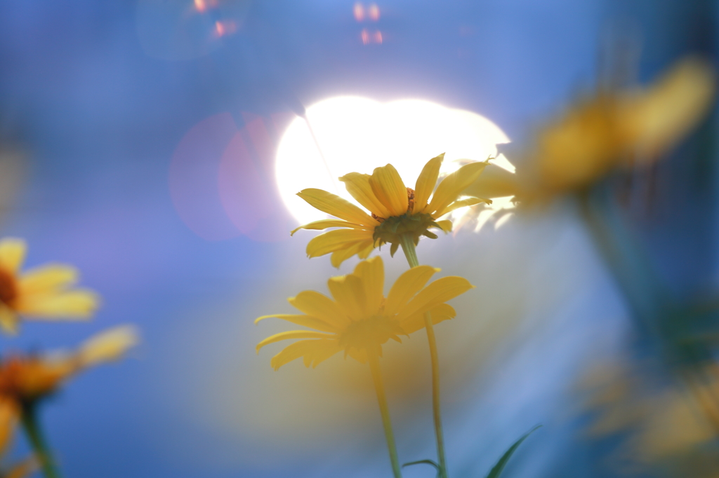 光と黄色い花 2