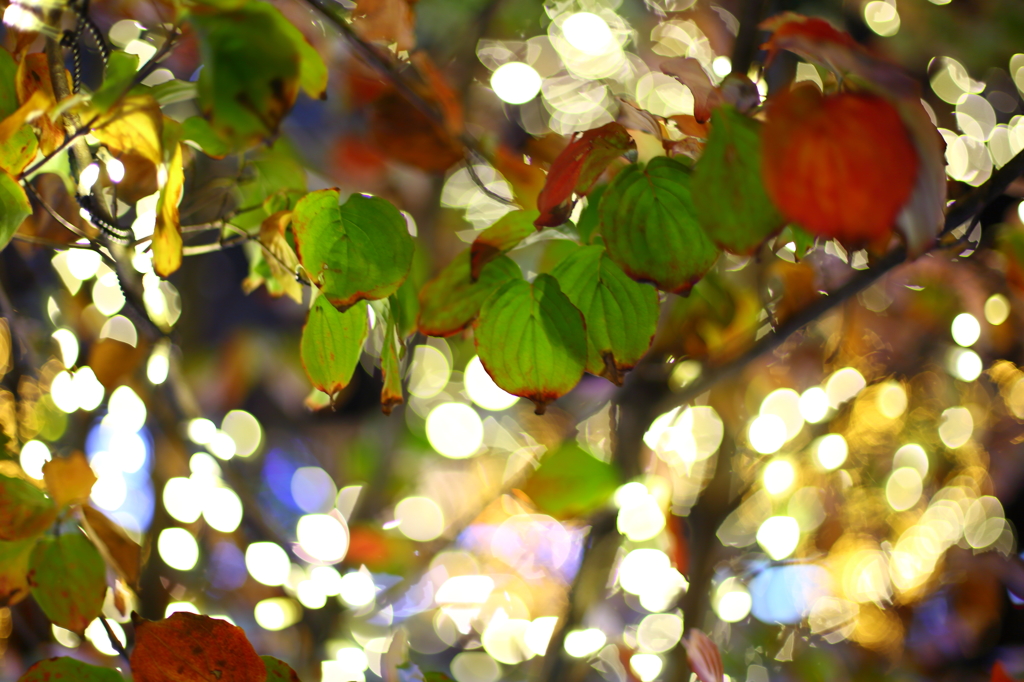 Illumination & autumn leaves 01
