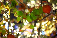 Illumination & autumn leaves 01