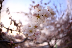 道端桜 IV