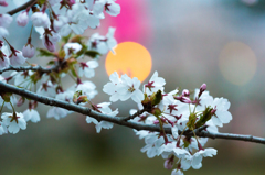 夕暮れのいちょう公園の桜 夕暮れのいちょう公園の桜
