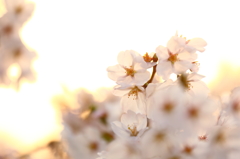 花切川の桜 III