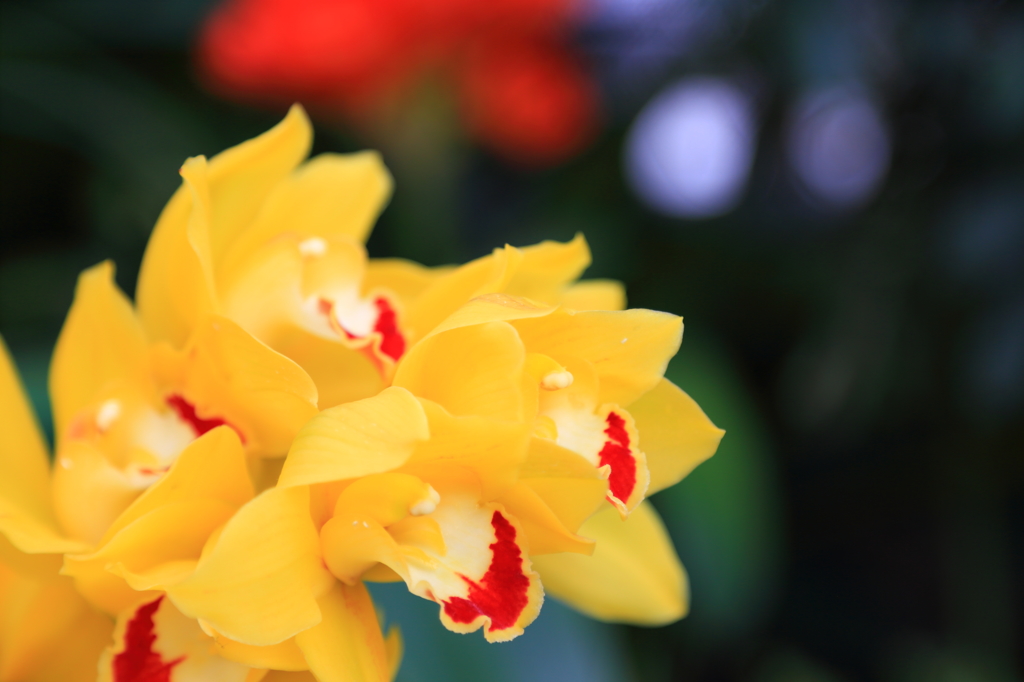 夜越山森林公園洋ランまつり