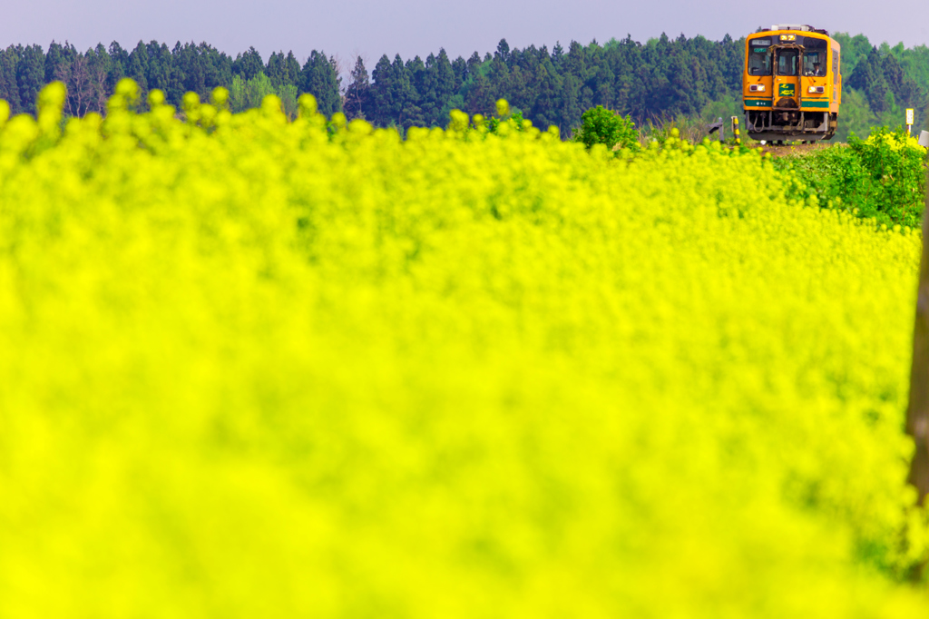 菜の花列車 III