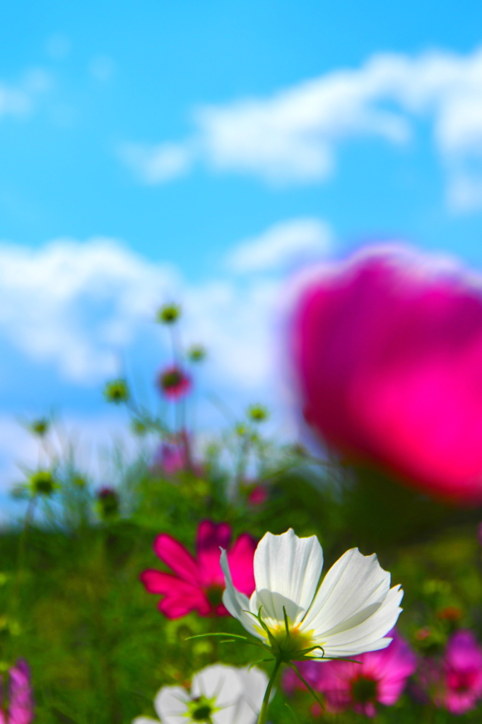秋花 X
