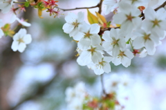 いちょう公園の桜 いちょう公園の桜