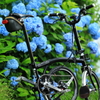 紫陽花の季節