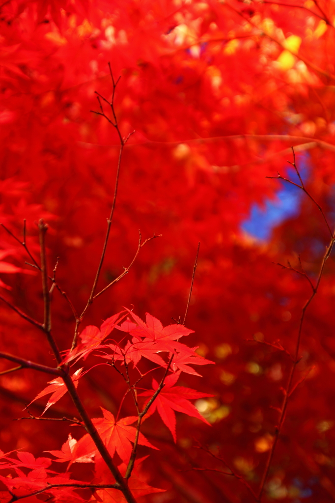 中野もみじ山・夜紅葉