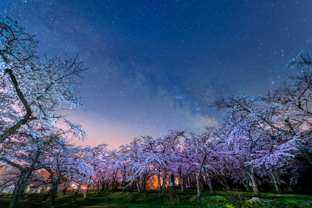 理想の夜桜