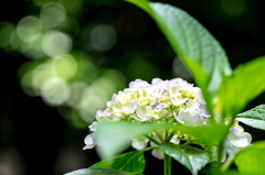 浄智寺・紫陽花 IV