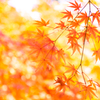 ラスト紅葉 IV