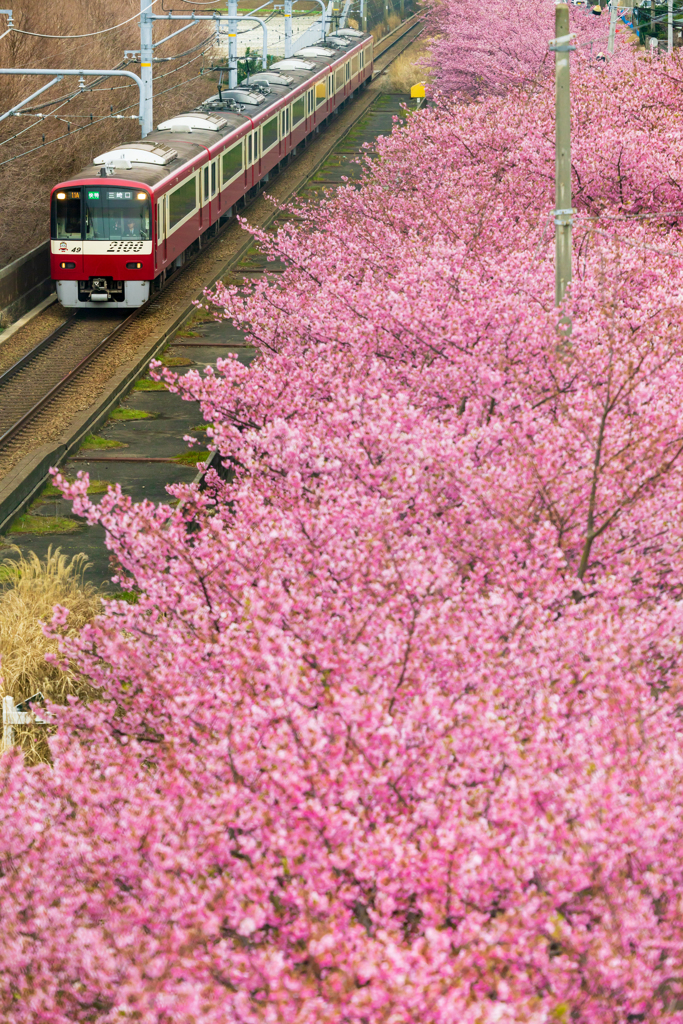 お花見列車 IV