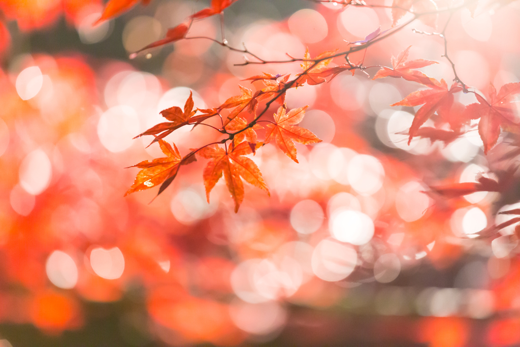 もみじ山の紅葉 I