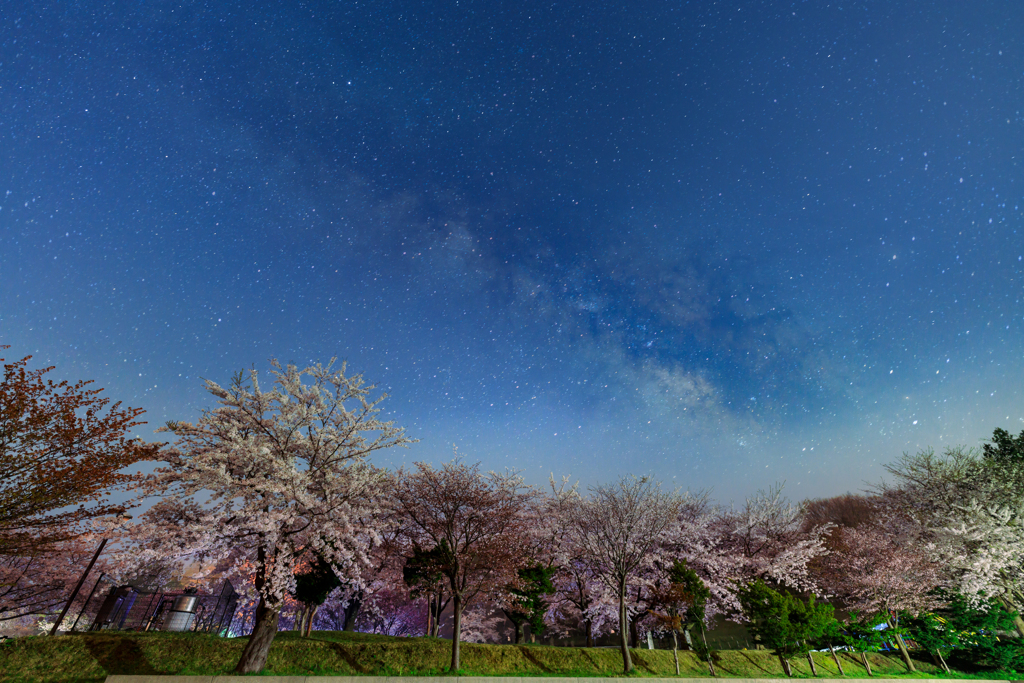 夜桜の終焉