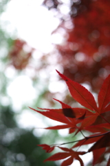 霧の軽井沢にて