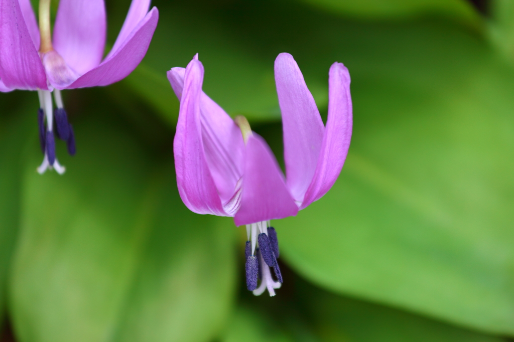 浅虫湯ノ島のカタクリ