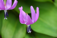 浅虫湯ノ島のカタクリ