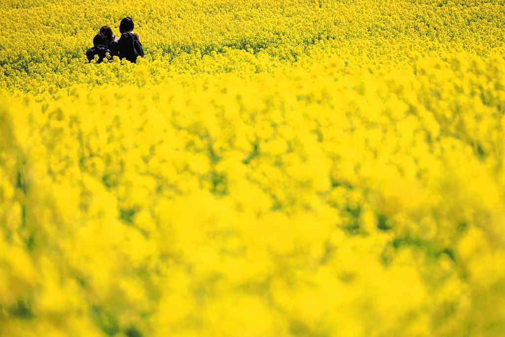 The Yellow Sea I
