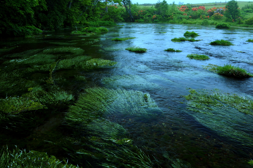 Waterweed