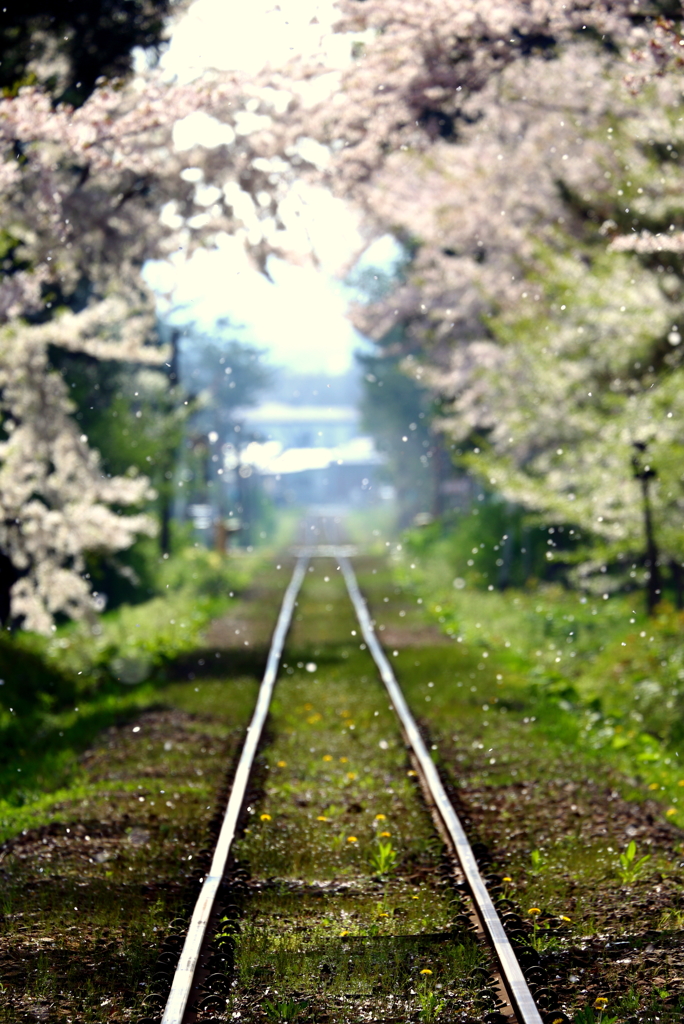なごり桜