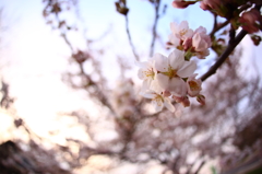 道端桜 V