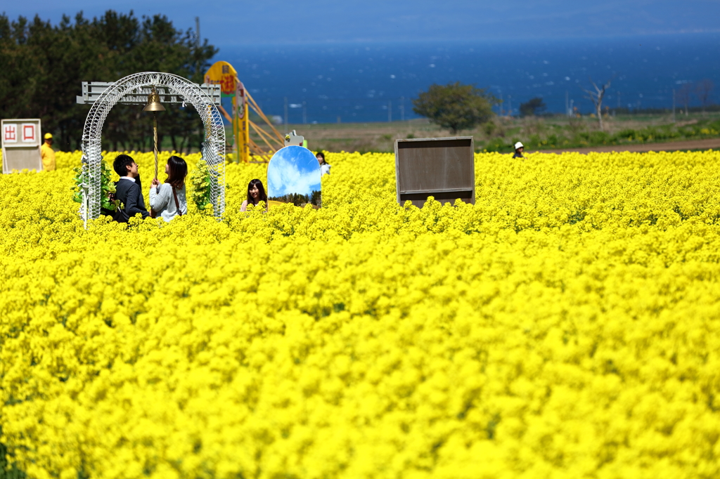 菜の花・愛の鐘