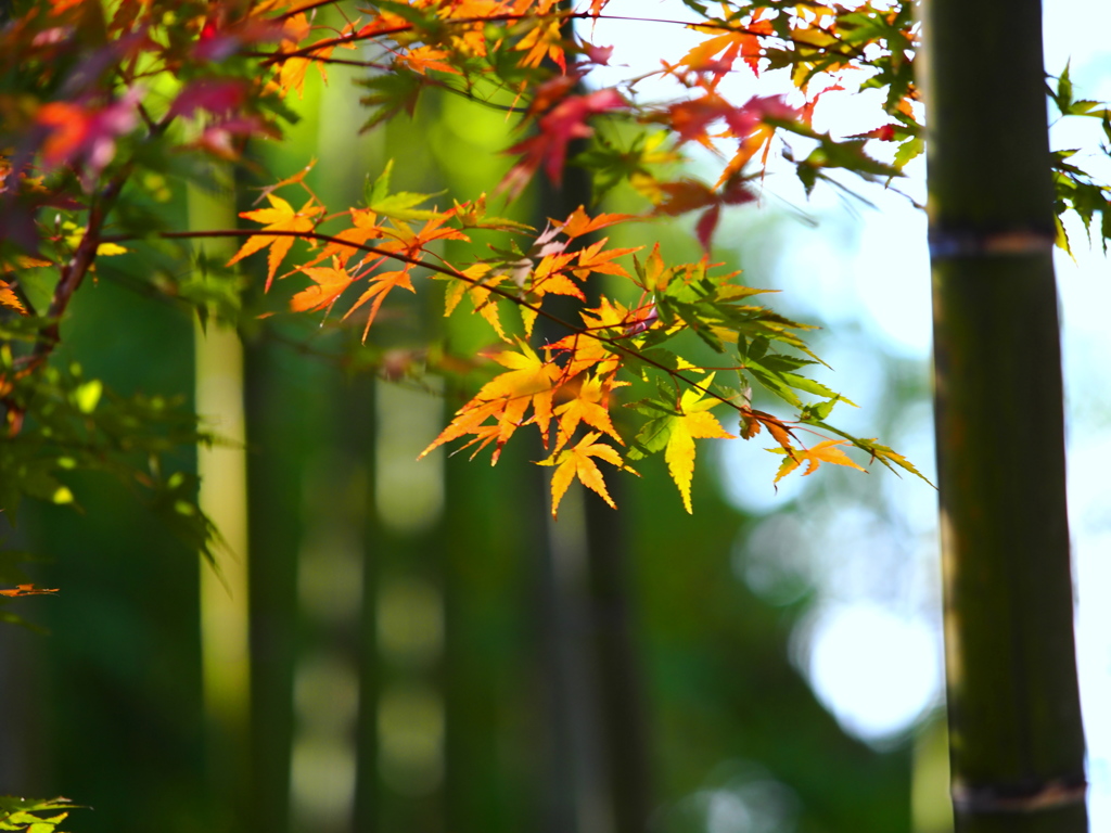 竹林と紅葉 II