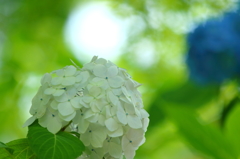 紫陽花・東慶寺 I