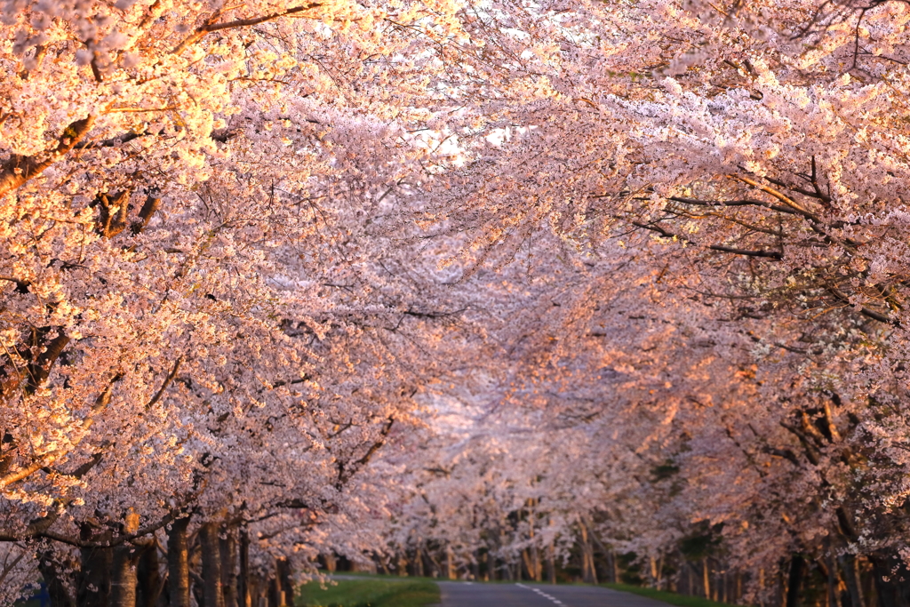 夜明けの桜街道 II