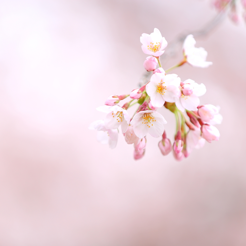 内丸の桜 III