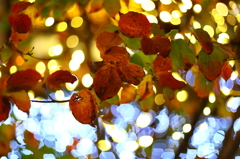Illumination & autumn leaves 02