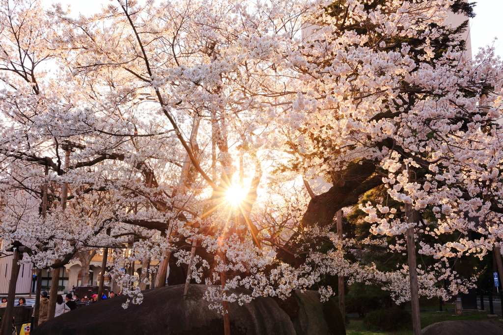 夕暮れの石割桜 II