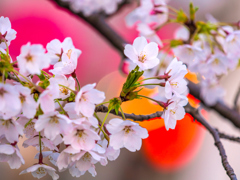 盛岡・夜桜 II