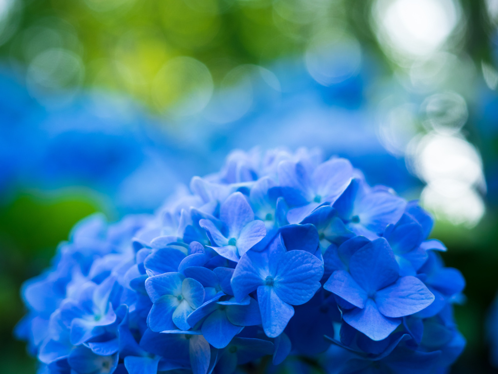 北国の紫陽花 IV