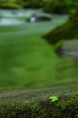 春の奥入瀬 VII