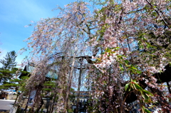 西光寺しだれ桜 III