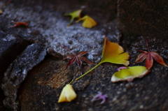 長谷寺の秋 04 長谷寺の秋 04