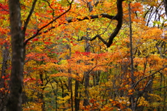 紅葉の奥入瀬渓流 49