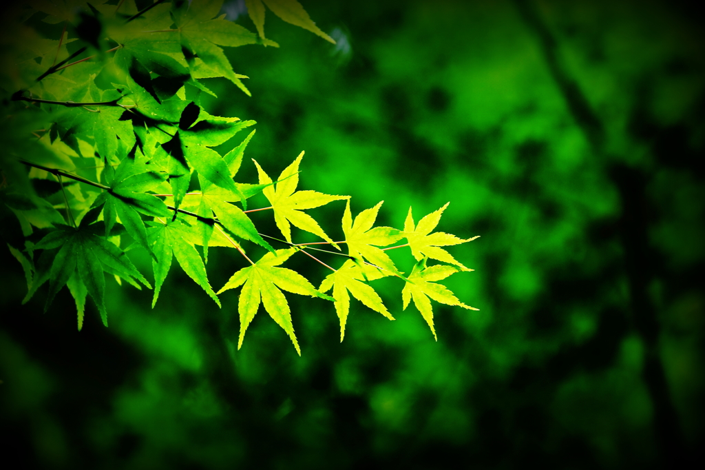 Green maple III
