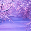 夕暮れの冬桜