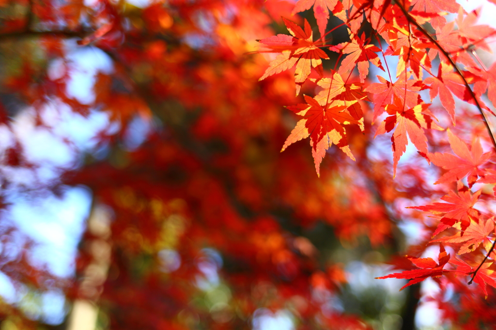 Maple last